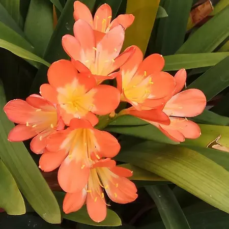 Διαμέρισμα Cozy Loft Τορρεμολίνος